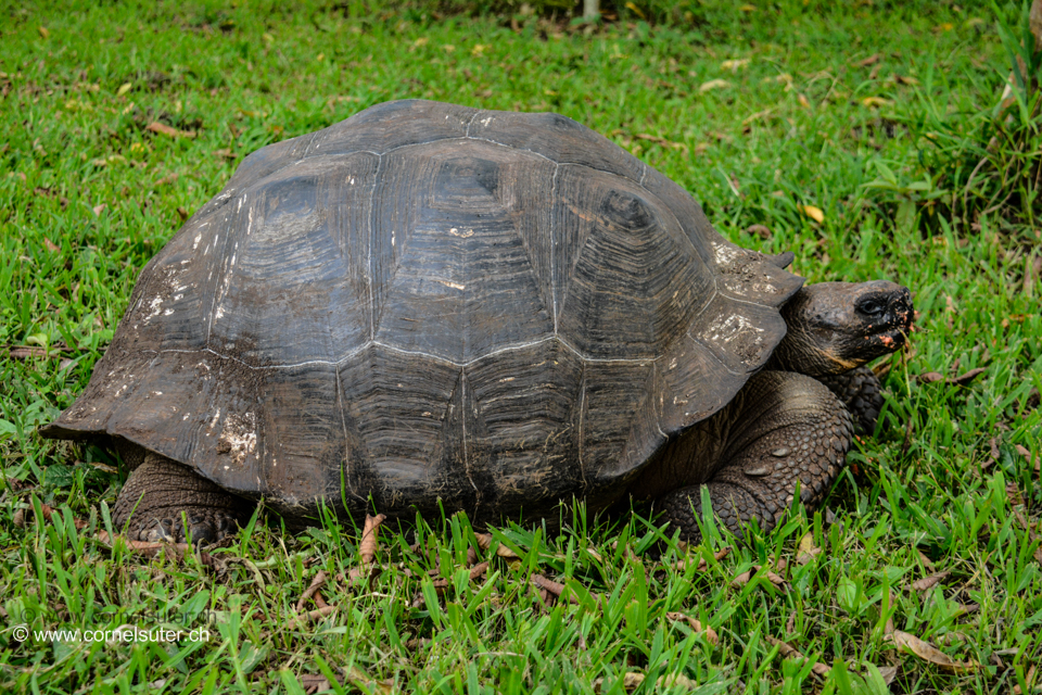 Auf den Galapagos Inseln