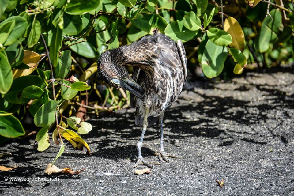 Auf den Galapagos Inseln