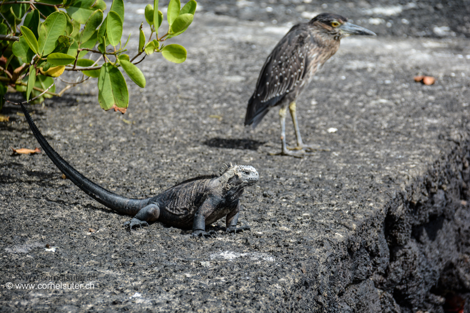 Auf den Galapagos Inseln