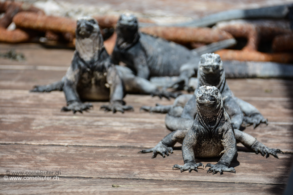 Auf den Galapagos Inseln