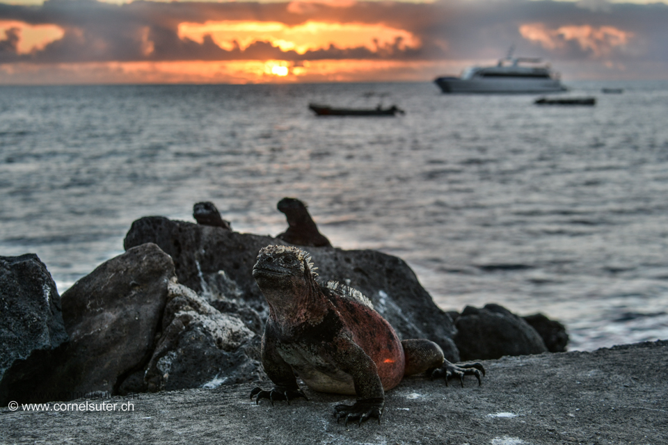 Auf den Galapagos Inseln