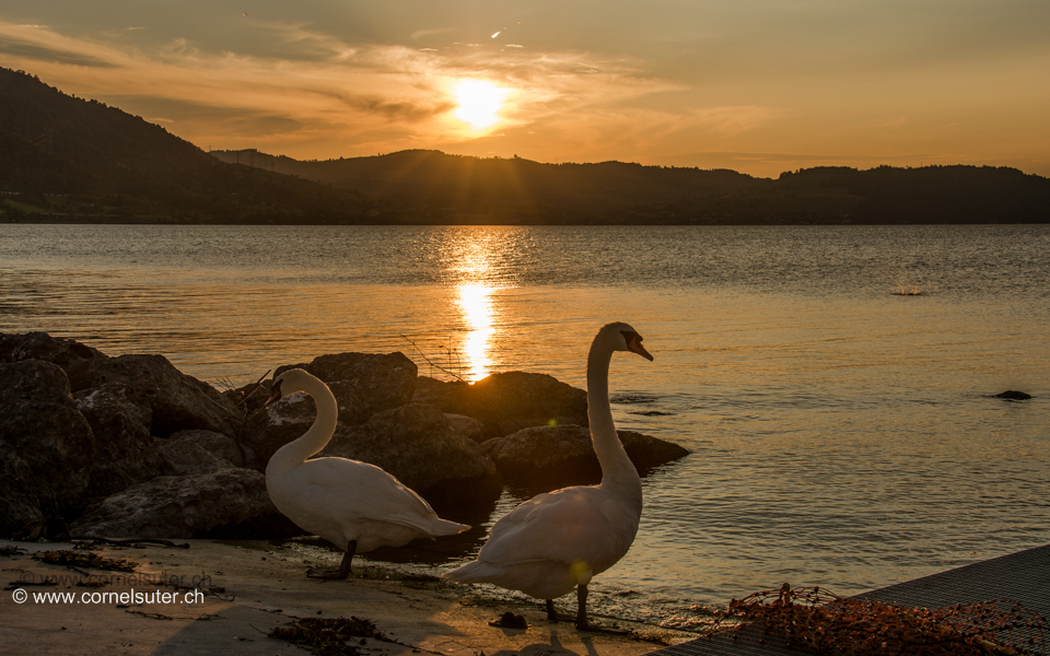 Arth am Zugersee. (11.Juni 2015)