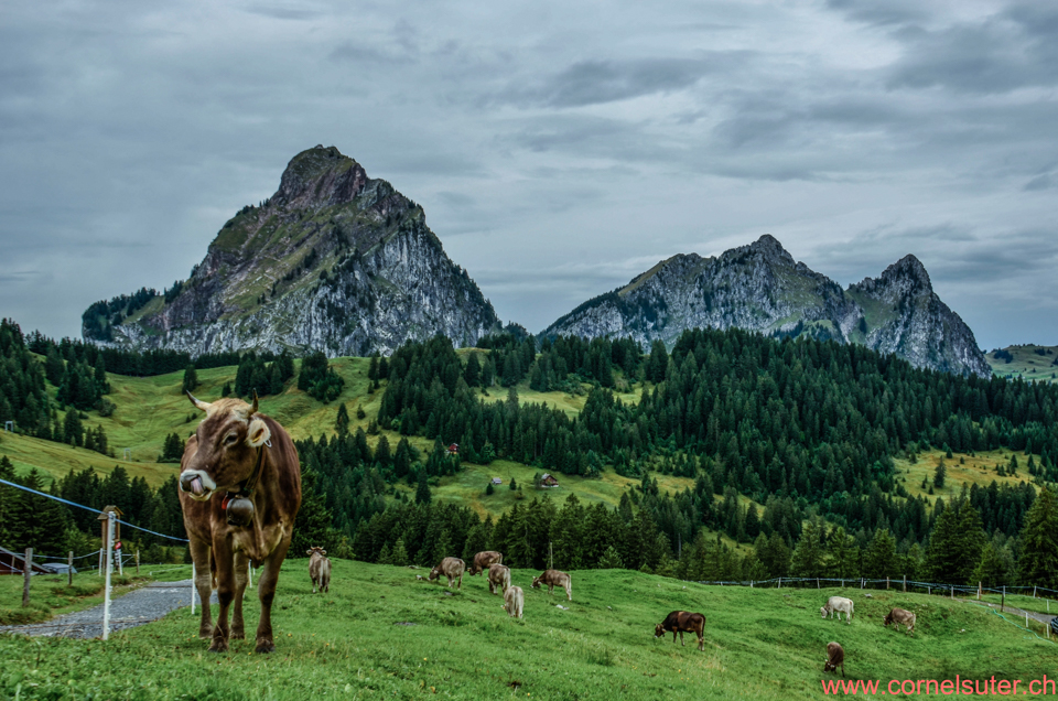 Auf der Alp Zwäcken 1470m. Mit Gross Mythen 1899m, Kleiner Mythen 1811m, Haggenspitz 1761m (15.September 2013)